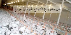 هل مشروع الدجاج البياض مربح
